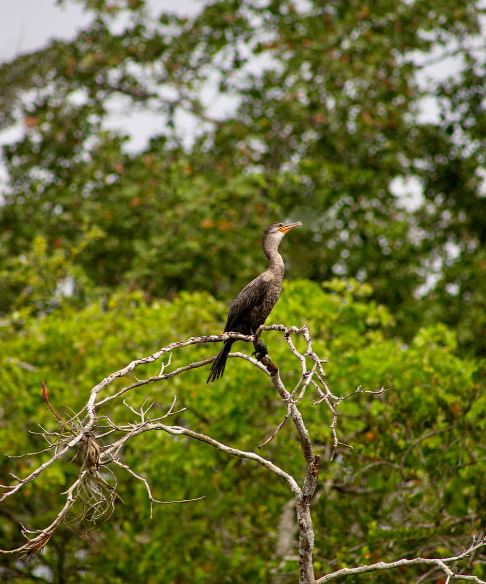 A cormorant perches on a bare branch against a backdrop of green foliage.